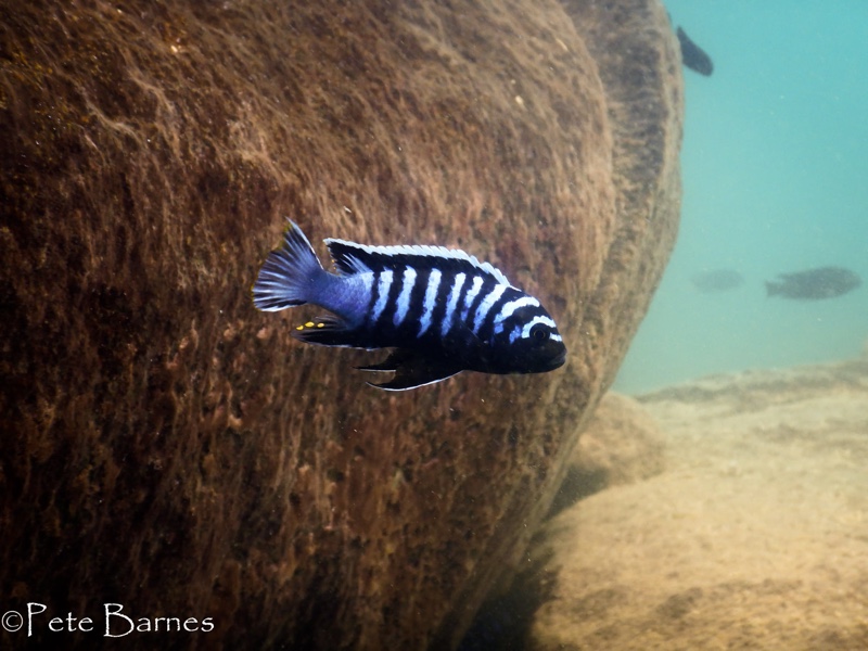 Cynotilapia zebroides 'Mitande Reef (Rocks)'